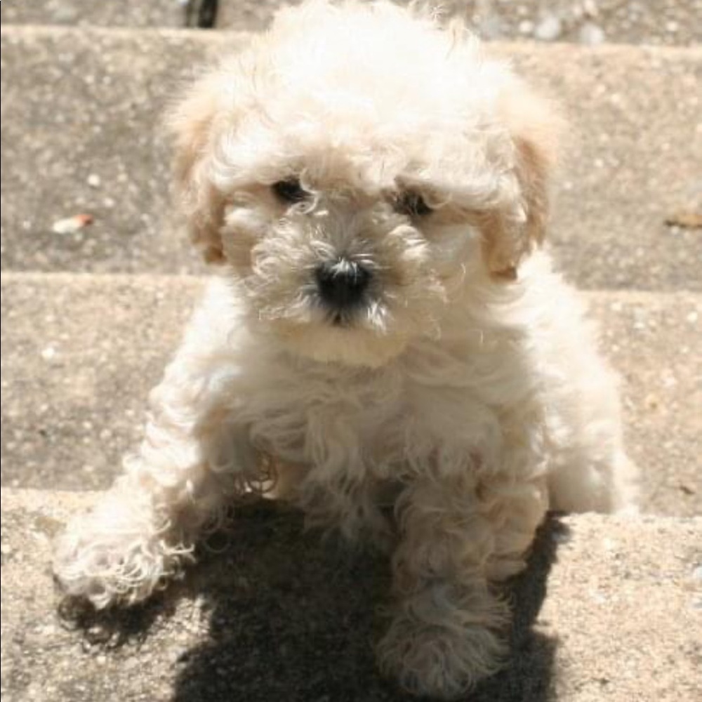 Meet your Posher, Shannon